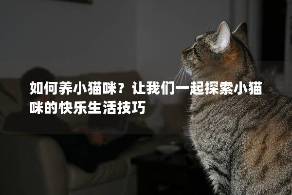 如何養(yǎng)小貓咪？讓我們一起探索小貓咪的快樂(lè)生活技巧