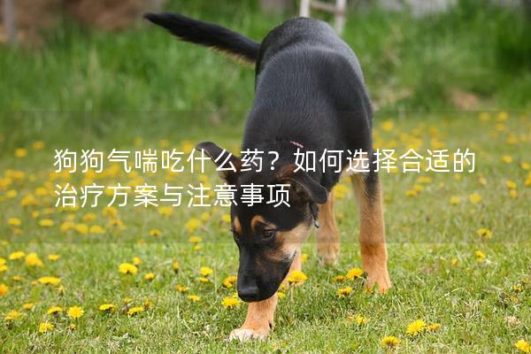 狗狗氣喘吃什么藥？如何選擇合適的治療方案與注意事項(xiàng)