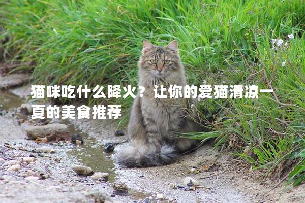 貓咪吃什么降火？讓你的愛貓清涼一夏的美食推薦