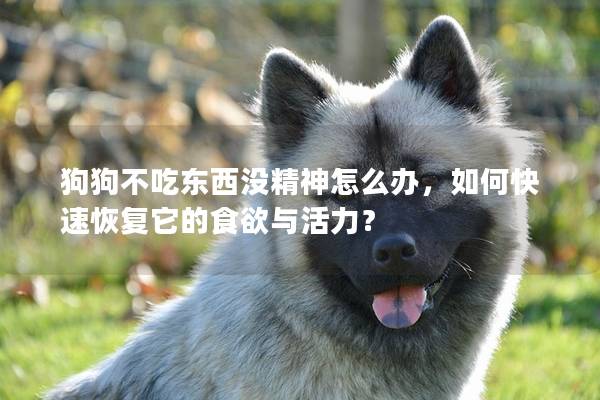 狗狗不吃東西沒精神怎么辦，如何快速恢復(fù)它的食欲與活力？