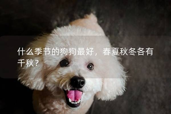 什么季節的狗狗最好，春夏秋冬各有千秋？