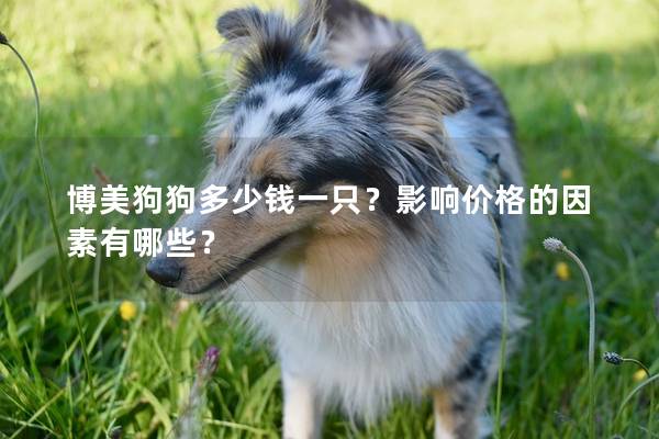 博美狗狗多少錢一只？影響價格的因素有哪些？