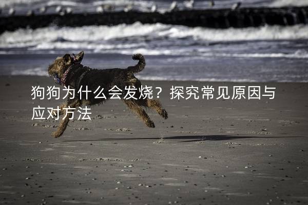 狗狗為什么會(huì)發(fā)燒？探究常見原因與應(yīng)對(duì)方法