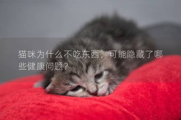 貓咪為什么不吃東西，可能隱藏了哪些健康問題？