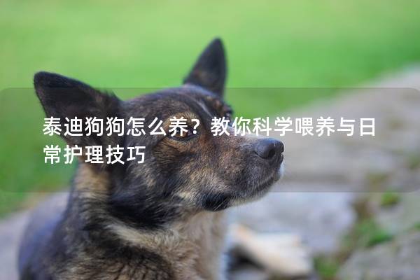 泰迪狗狗怎么養？教你科學喂養與日常護理技巧