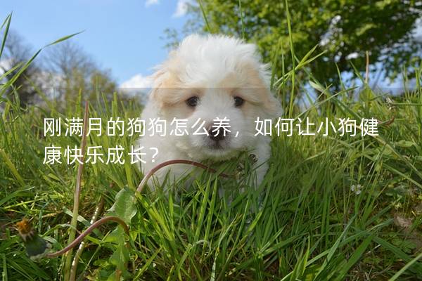 剛滿月的狗狗怎么養，如何讓小狗健康快樂成長？