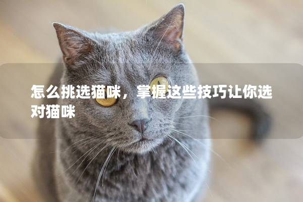 怎么挑選貓咪，掌握這些技巧讓你選對貓咪