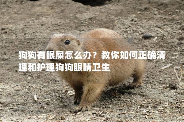 狗狗有眼屎怎么辦？教你如何正確清理和護理狗狗眼睛衛(wèi)生