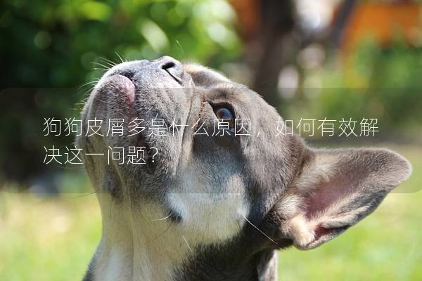 狗狗皮屑多是什么原因，如何有效解決這一問題？