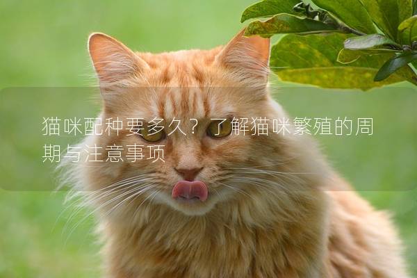 貓咪配種要多久？了解貓咪繁殖的周期與注意事項