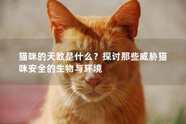 貓咪的天敵是什么？探討那些威脅貓咪安全的生物與環境