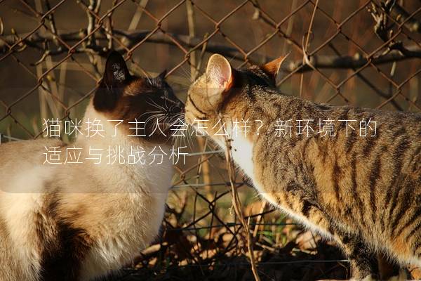 貓咪換了主人會怎么樣？新環境下的適應與挑戰分析