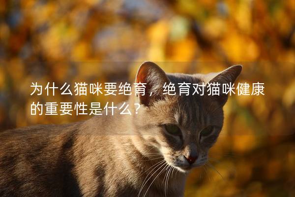 為什么貓咪要絕育，絕育對貓咪健康的重要性是什么？