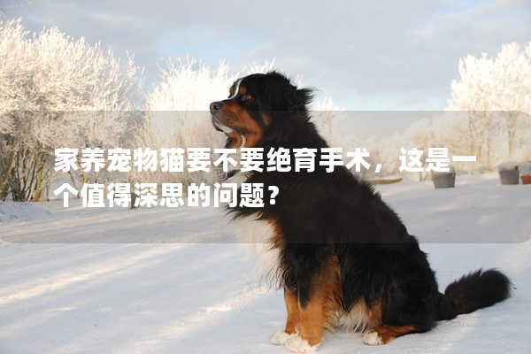 家養(yǎng)寵物貓要不要絕育手術，這是一個值得深思的問題？