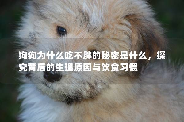 狗狗為什么吃不胖的秘密是什么，探究背后的生理原因與飲食習慣