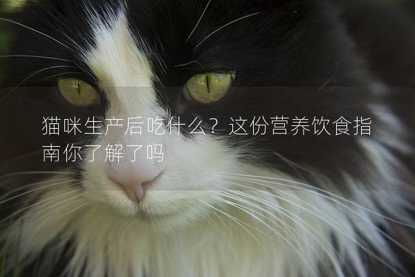 貓咪生產后吃什么?這份營養飲食指南你了解了嗎 貓咪生產后吃什么?這份營養飲食指南你了解了嗎
