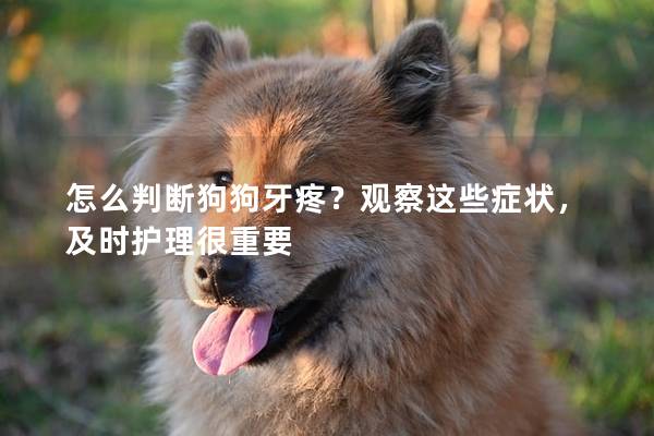 怎么判斷狗狗牙疼？觀察這些癥狀，及時護理很重要