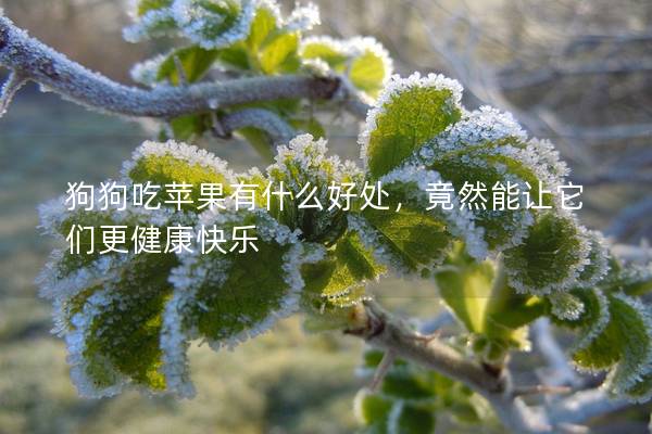 狗狗吃蘋果有什么好處，竟然能讓它們更健康快樂