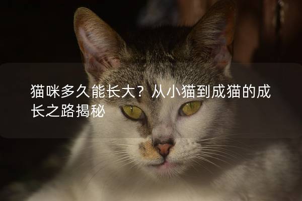 貓咪多久能長大？從小貓到成貓的成長之路揭秘