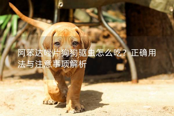 阿苯達(dá)唑片狗狗驅(qū)蟲怎么吃？正確用法與注意事項(xiàng)解析
