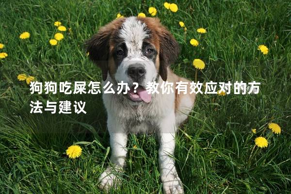 狗狗吃屎怎么辦？教你有效應對的方法與建議