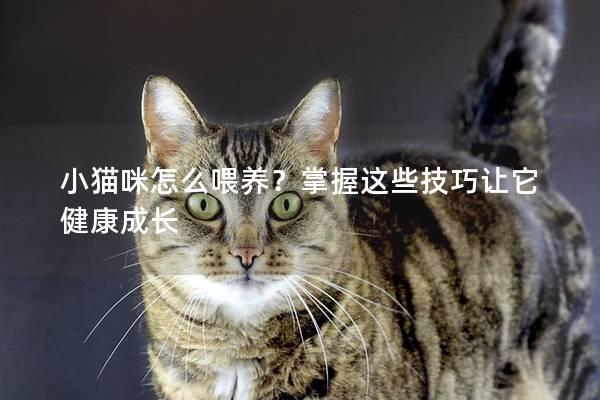 小貓咪怎么喂養？掌握這些技巧讓它健康成長