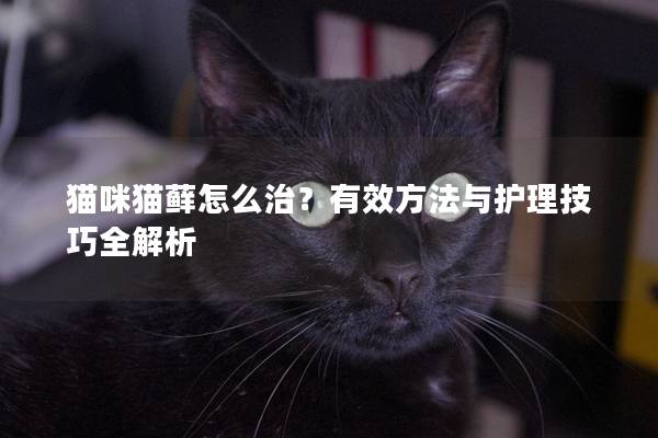 貓咪貓蘚怎么治？有效方法與護理技巧全解析