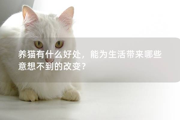 養(yǎng)貓有什么好處，能為生活帶來哪些意想不到的改變？
