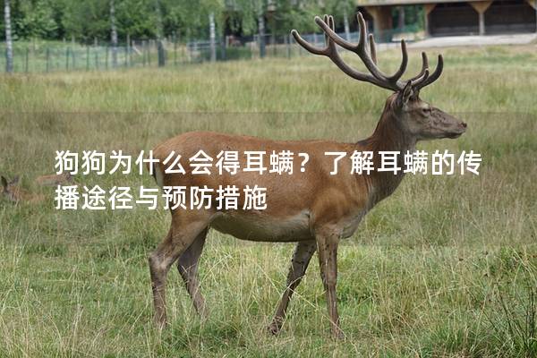 狗狗為什么會得耳螨？了解耳螨的傳播途徑與預(yù)防措施