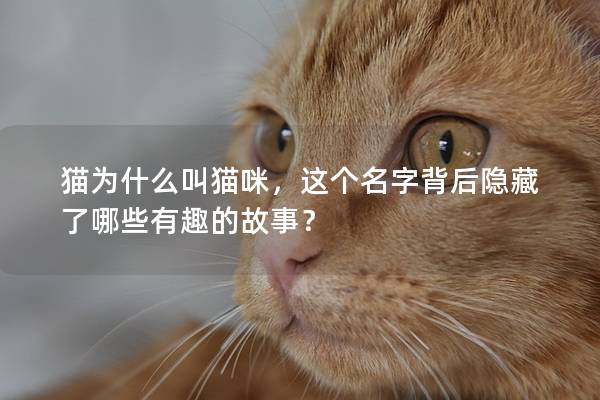 貓為什么叫貓咪，這個名字背后隱藏了哪些有趣的故事？