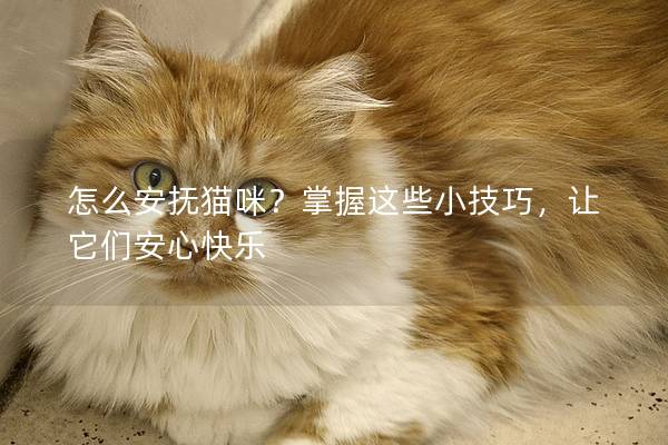 怎么安撫貓咪？掌握這些小技巧，讓它們安心快樂