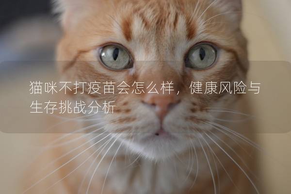 貓咪不打疫苗會(huì)怎么樣，健康風(fēng)險(xiǎn)與生存挑戰(zhàn)分析