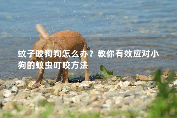 蚊子咬狗狗怎么辦？教你有效應對小狗的蚊蟲叮咬方法
