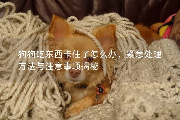 狗狗吃東西卡住了怎么辦，緊急處理方法與注意事項揭秘