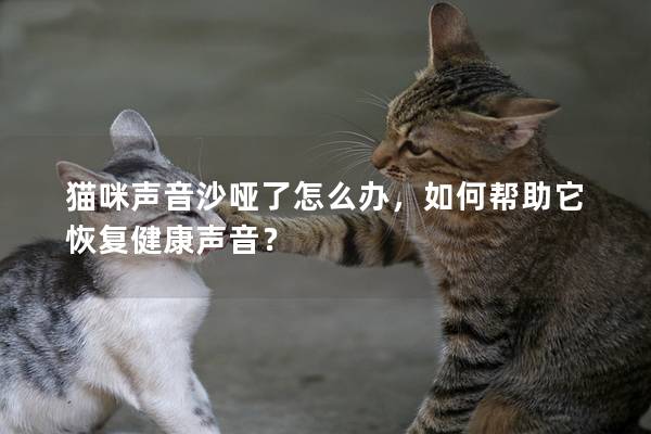 貓咪聲音沙啞了怎么辦，如何幫助它恢復健康聲音？