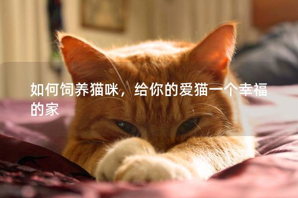 如何飼養貓咪，給你的愛貓一個幸福的家