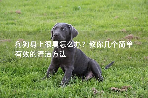 狗狗身上很臭怎么辦？教你幾個(gè)簡單有效的清潔方法