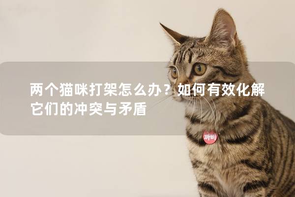 兩個(gè)貓咪打架怎么辦？如何有效化解它們的沖突與矛盾