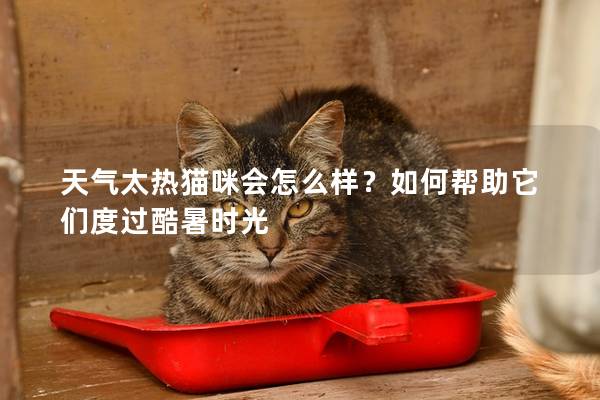 天氣太熱貓咪會怎么樣？如何幫助它們度過酷暑時光