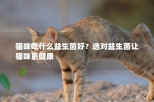 貓咪吃什么益生菌好？選對益生菌讓貓咪更健康