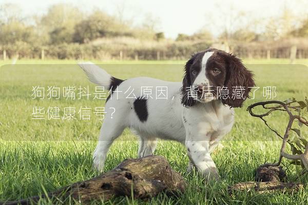 狗狗嘴抖是什么原因，背后隱藏了哪些健康信號？