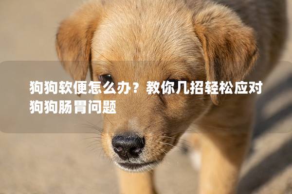 狗狗軟便怎么辦？教你幾招輕松應對狗狗腸胃問題