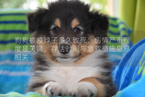 狗狗被咬脖子多久致死：傷情嚴(yán)重程度是關(guān)鍵，存活時(shí)間與急救措施息息相關(guān)