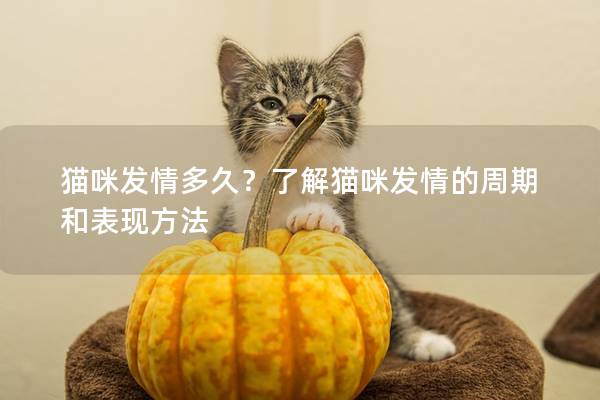 貓咪發(fā)情多久？了解貓咪發(fā)情的周期和表現(xiàn)方法