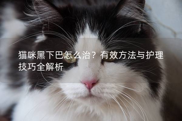 貓咪黑下巴怎么治？有效方法與護(hù)理技巧全解析