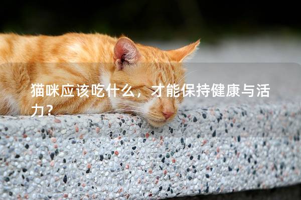 貓咪應該吃什么，才能保持健康與活力？