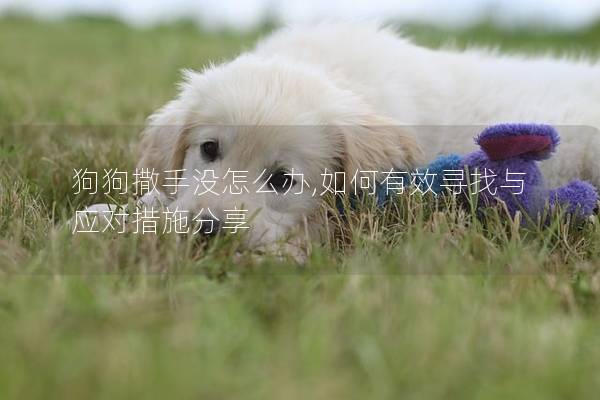 狗狗撒手沒(méi)怎么辦,如何有效尋找與應(yīng)對(duì)措施分享