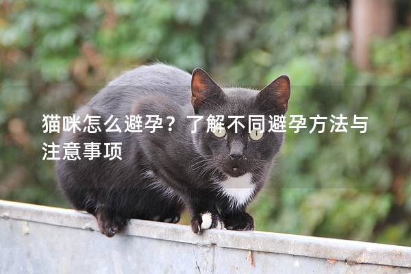 貓咪怎么避孕？了解不同避孕方法與注意事項