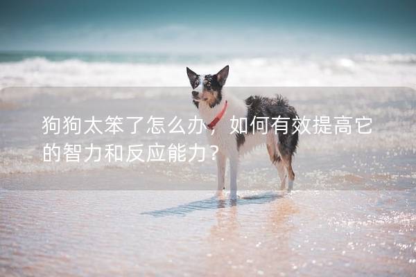 狗狗太笨了怎么辦，如何有效提高它的智力和反應能力？