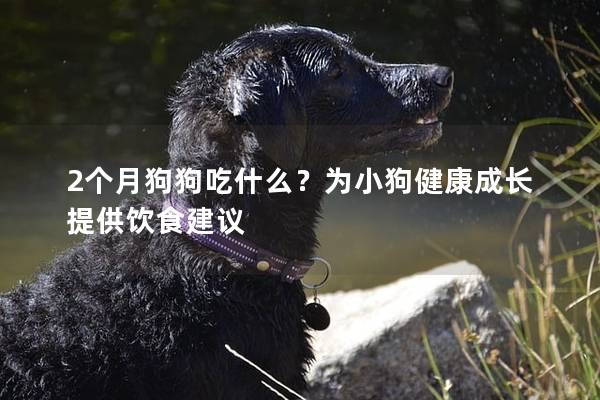 2個月狗狗吃什么？為小狗健康成長提供飲食建議